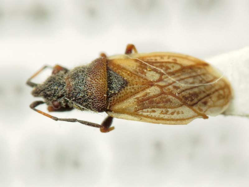 Macroplax preyssleri (Fieber, 1837)